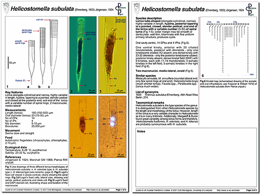 A minutum page 1