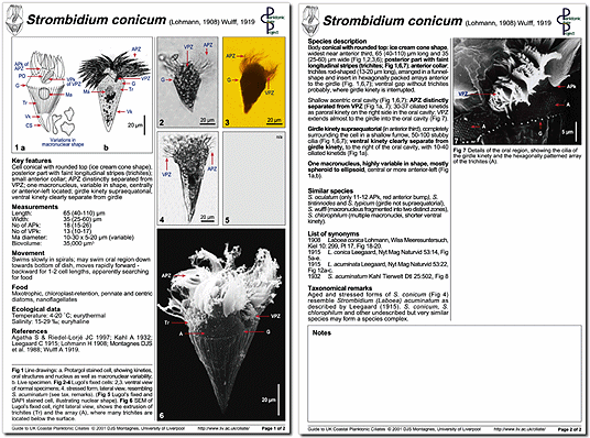 A minutum page 1