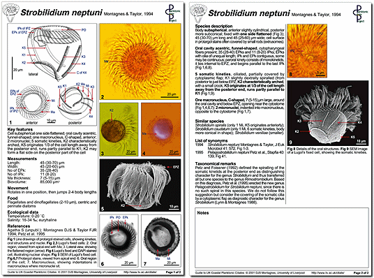 A minutum page 1