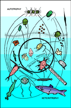 Image of the planktonic food web