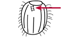 Brosse