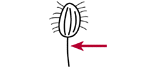 Caudal cilium