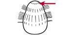 Circumoral wreath of granules
