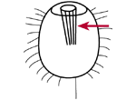 Cytopharyngeal basket