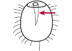 Cytopharynx