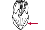 Distended cell surface