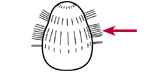 Equatorial kinety belt