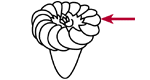 External polykinetid zone