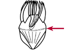 Girdle kinety