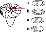Internal polykinetid zone