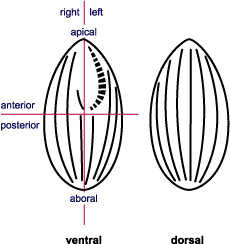 orientation of the ciliate cell