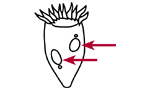 Macronucleus