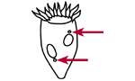 Micronucleus