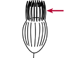 Oral flaps