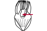 Oral cavity