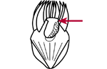 Peristomial collar