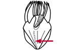 Ventral kinety