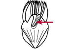 Ventral polykinetid