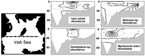 Image of Irish Sea ciliate patches