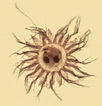 Image of a protargol stained cell