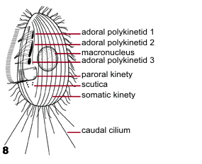 Pleuronematine scuticociliates