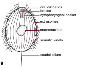 Prostomes