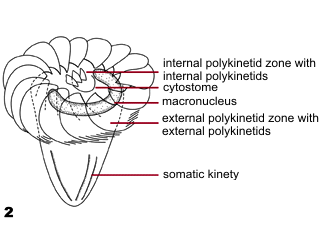 Strobilidiids