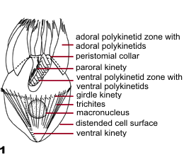 Strombidiids