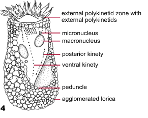 Tintinnids (agglomerated lorica)