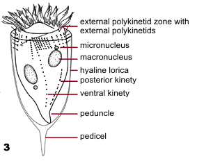 Tintinnids (hyaline lorica)