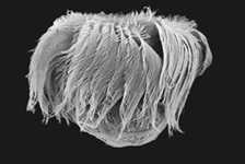 SEM image